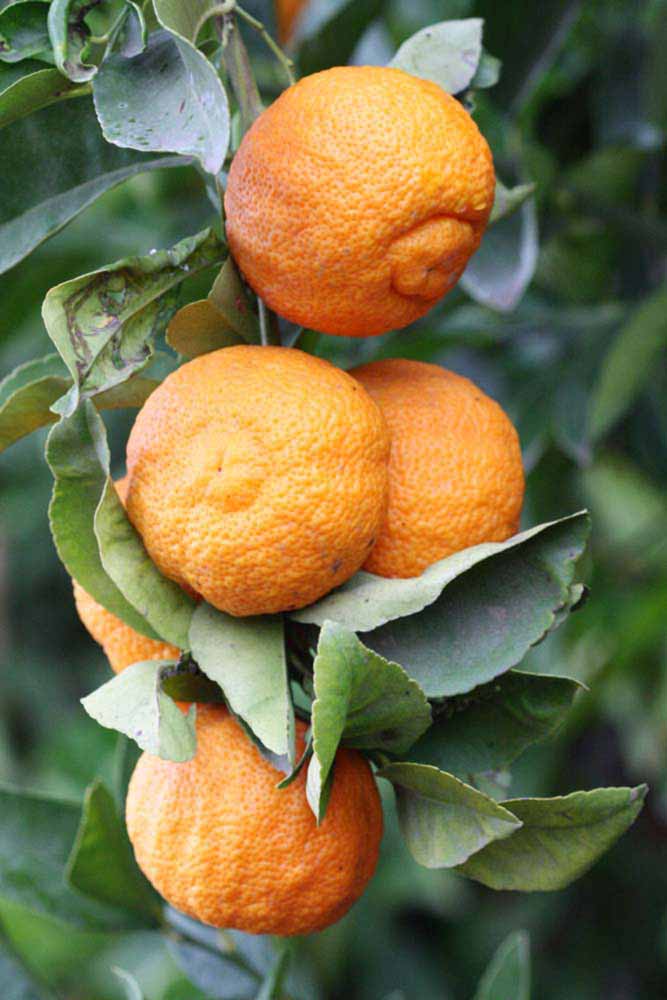            Fruit (Stow Red, Riverside, CA)   